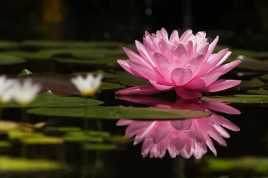 Lotus Flower Images And Wallpapers Download