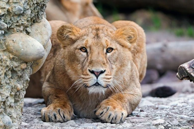 Best HD Desktop Wallpapers Of West African Lion Animal