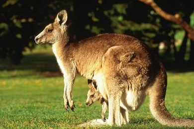 Wildlife Animal Wallpapers 13   Wallcoo.net