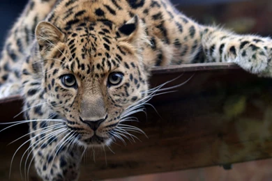 A beautiful big jaguar wild animal wallpaper 5120x2880.jpg