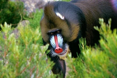 Ape   Wild Animals Wallpapers (2654358)   Fanpop