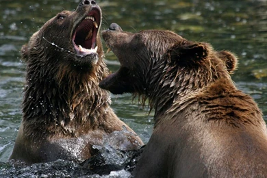 Playing   Wild Animals Wallpapers (3633195)   Fanpop