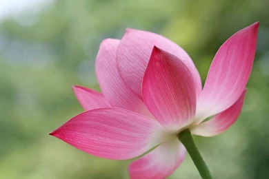 Amazing Lotus Flower Wallpapers