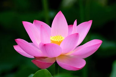 Pink Lotus Wallpapers   Flower Wallpapers