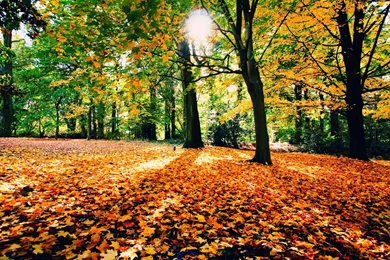 AUTUMN Fall Landscape Nature Tree Forest Leaf Leaves House ...