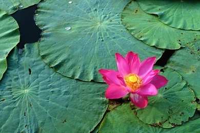 Love Flowers Images And Wallpapers Download