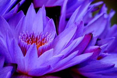 Flowers Wallpapers HD Wallpapers