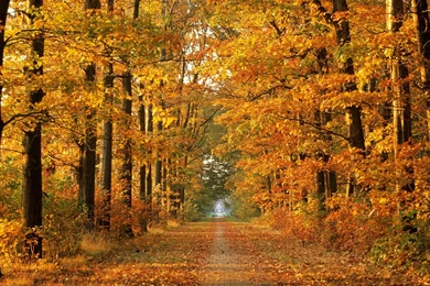 Autumn Forest Road Wallpaper.