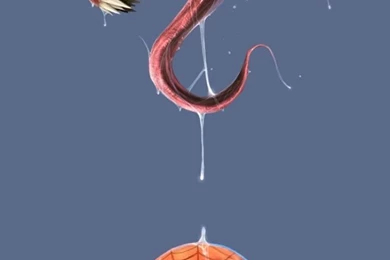 Venom And Spider Man iPhone 5 Wallpapers