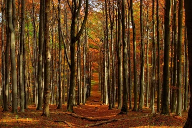 Landscapes Forest Woods Autumn Fall Leaves Wallpapers