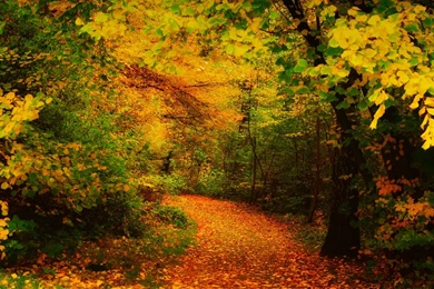 Landscapes Leaves Forest Woods Autumn Fall Path Trail Wallpapers ...