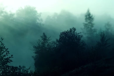 Foggy forest nature hd wallpaper 1920x1080 6961.jpg