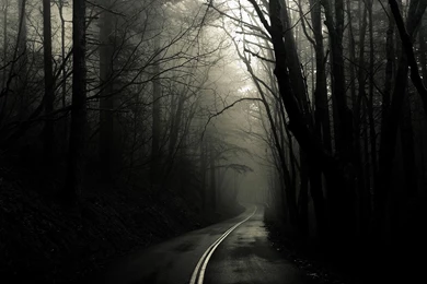 Foggy Forest Road