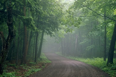 Road Through Foggy Forest Wallpapers Free Wide HD Wallpapers
