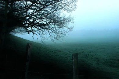 Theme Bin» Blog Archive » Foggy Forest HD Wallpapers