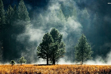 Foggy Forest Wallpapers Nature Wallpapers