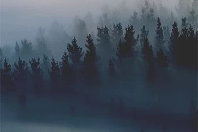 Foggy Forest Trees Phone Iphone Wallpapers