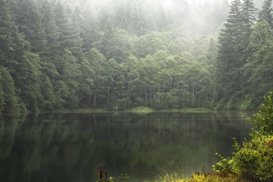 Foggy Forest Widescreen Wallpapers