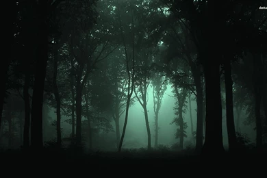 Dark Foggy Forest Wallpapers   Nature Wallpapers