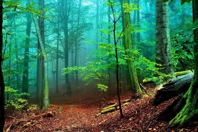 Foggy Forest Wallpapers MixHD Wallpapers