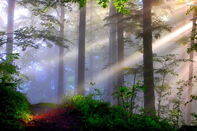 Lighted Foggy Forest Wallpapers