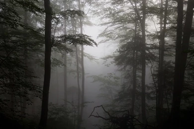 Foggy Forest Wallpapers Nature Wallpapers