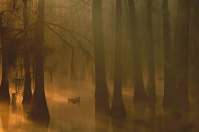 Wild Ducks In The Foggy Forest Wallpapers   Free Wide HD Wallpapers