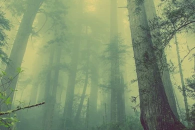 Dark Foggy Forest iPhone 5 Wallpapers