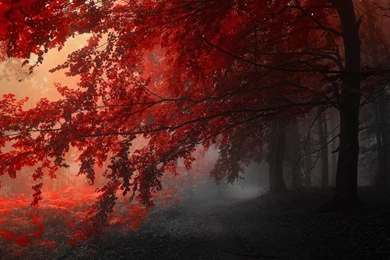 Foggy Autumn Forest Wallpapers   Nature Wallpapers