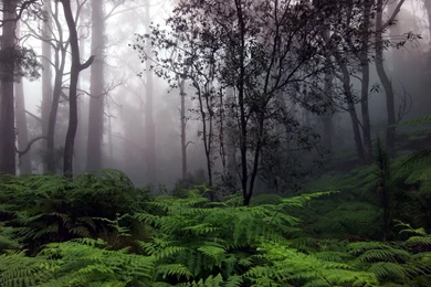 Foggy Forest Wallpapers   Nature Wallpapers