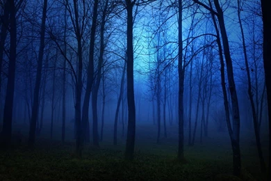 Foggy Night In The Forest Wallpapers Free Wide HD Wallpapers