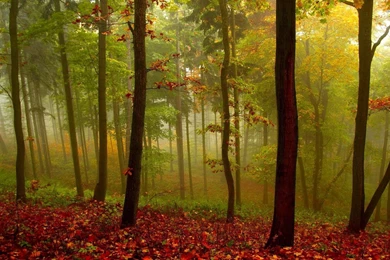 Beautiful Foggy Forest In The Autumn Wallpapers