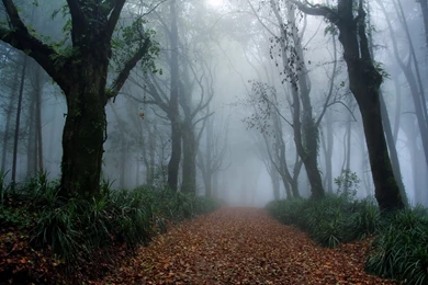 Foggy Forest Wallpapers