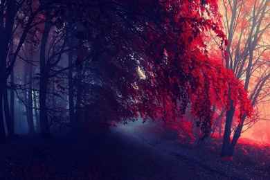 Foggy Red Autumn In The Forest Wallpapers