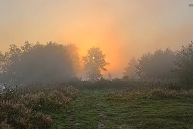 Sunset Behind The Foggy Forest Wallpapers   Nature Wallpapers
