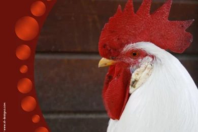 Free Rooster Desktop Wallpapers