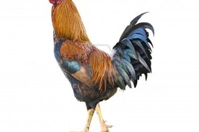 Wallpapers Collections: Rooster Wallpapers