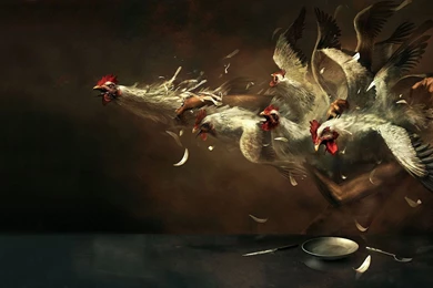 1 Rooster HD Wallpapers