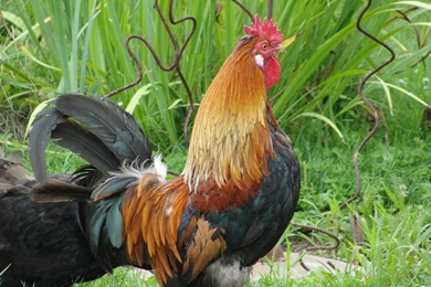 Rooster Wallpapers Photo And Wallpaper. All Rooster Wallpapers Pictures