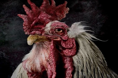 Old Rooster Free Desktop Backgrounds And Wallpapers