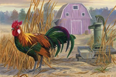 Rooster At The Well   (