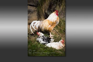 Free Computer Desktop Wallpaper: Rooster And Hens