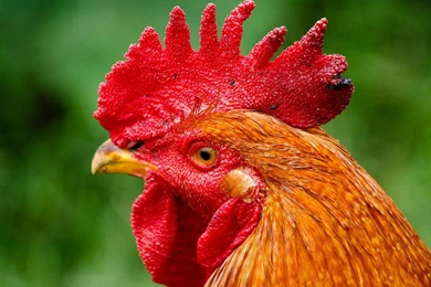 Rooster Computer Wallpapers, Desktop Backgrounds