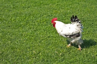 Rooster Wallpapers   Animal Wallpapers