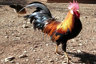 Big Rooster Wallpapers