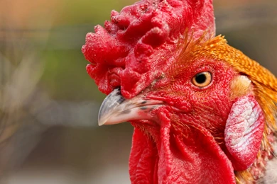 Rooster Wallpapers   Angry Young Rooster