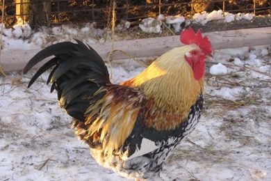 My Free Wallpapers   Nature Wallpapers : Rooster