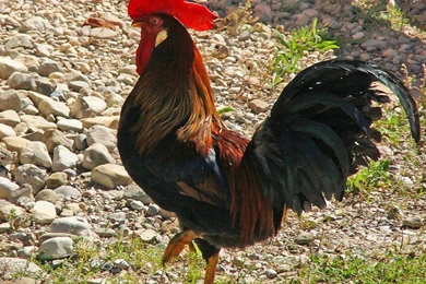 Rooster Animals Birds Hd Wallpapers   (