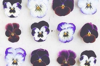 Xx Flowers   iPhone 5 Wallpapers