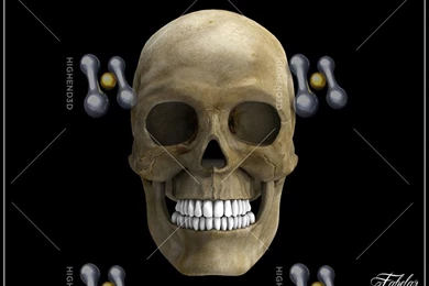 Human Skull Vray 3D Model